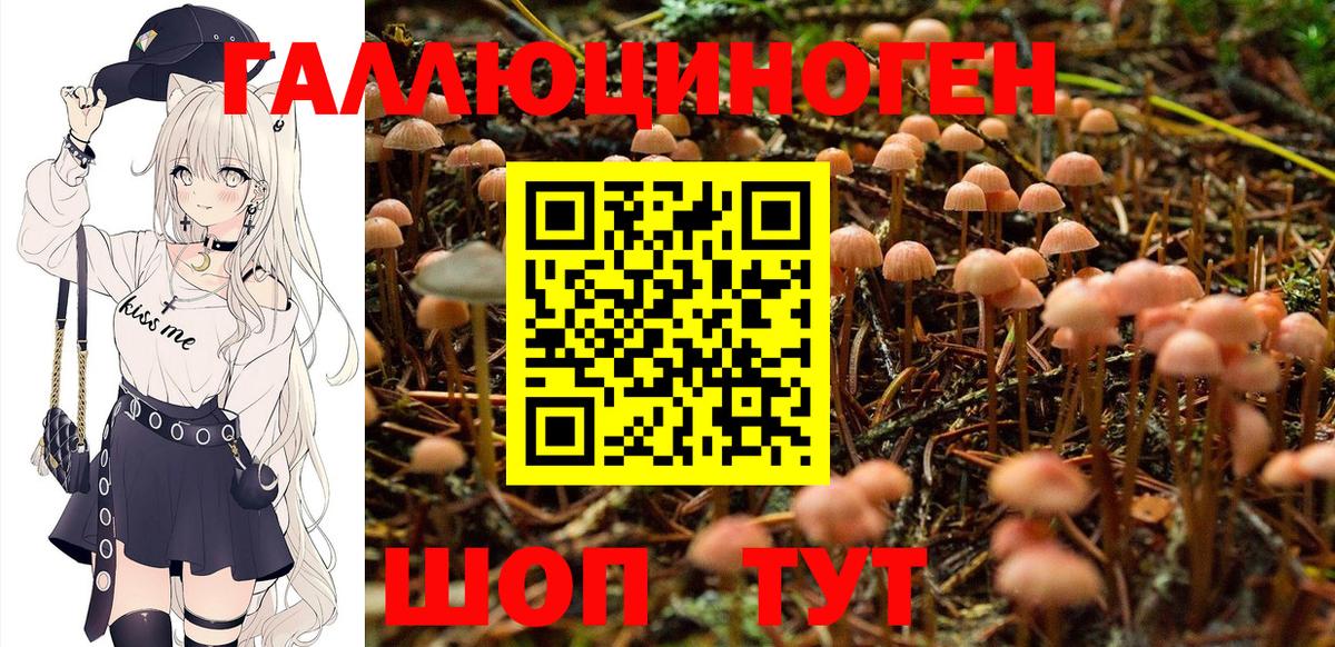 Галлюциногенные грибы Psilocybe Шатура